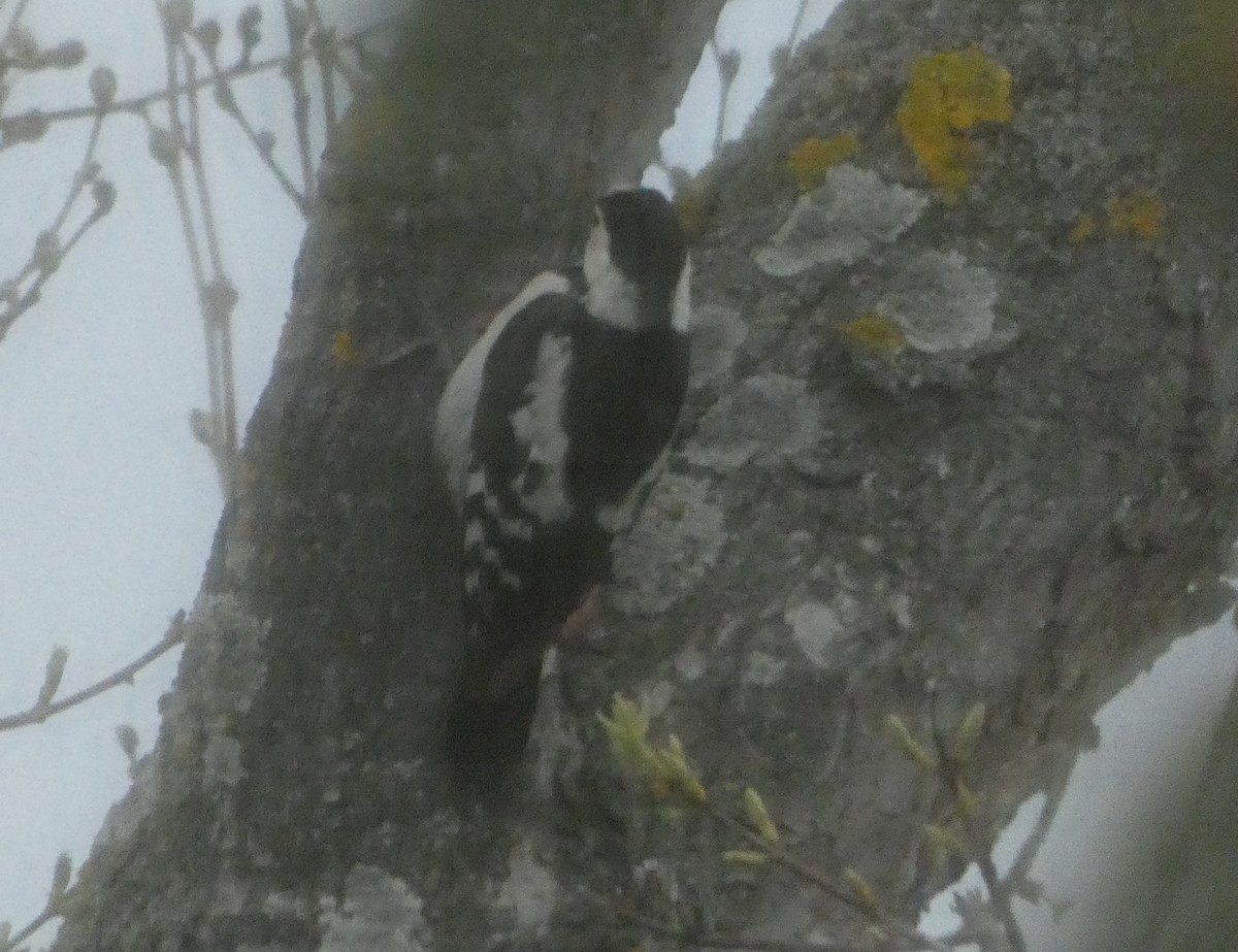 Syrian Woodpecker - ML556438481