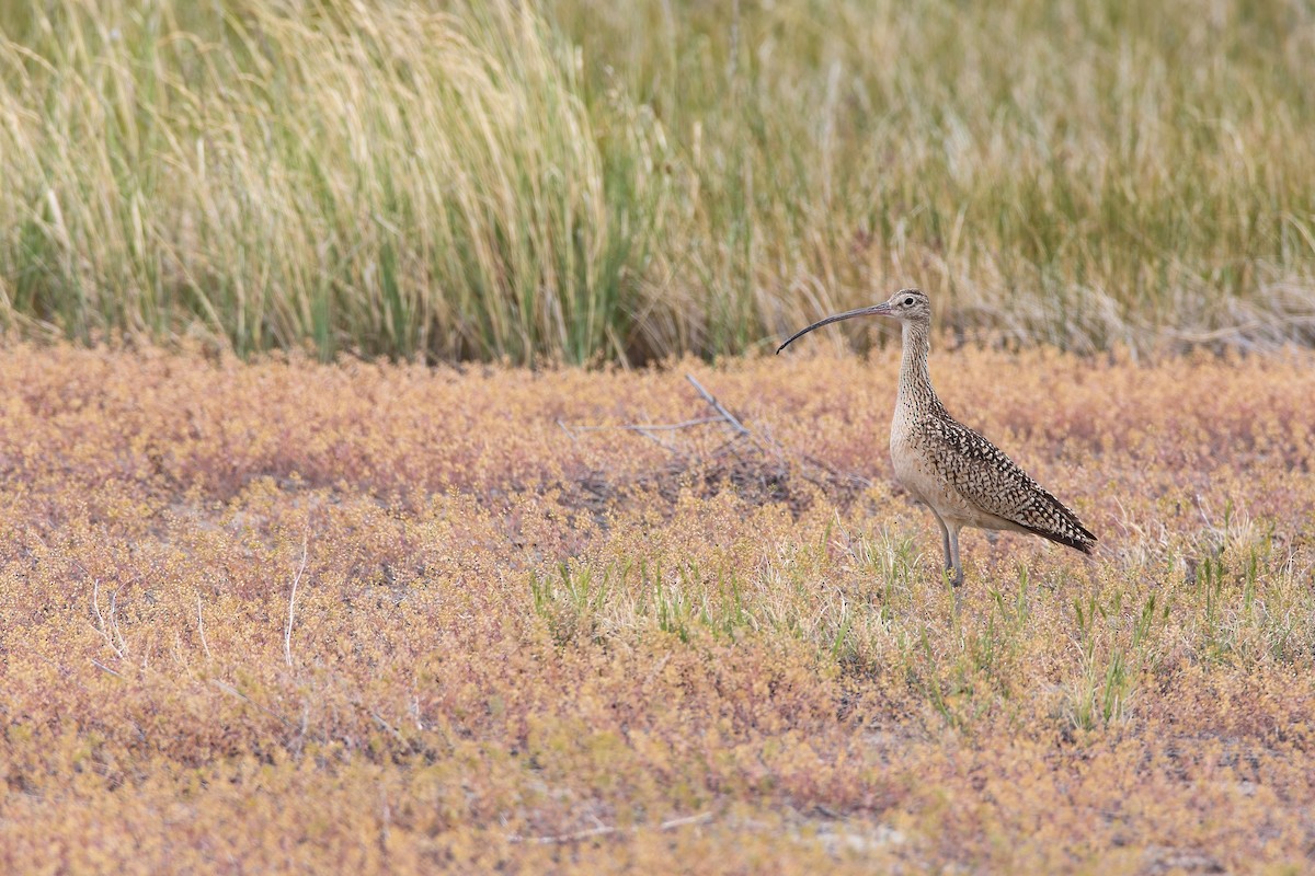 Long-billed Curlew - ML556446461
