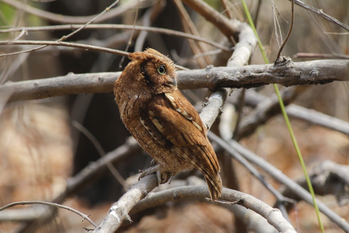 Peruvian Screech-Owl (pacificus) - ML55645241