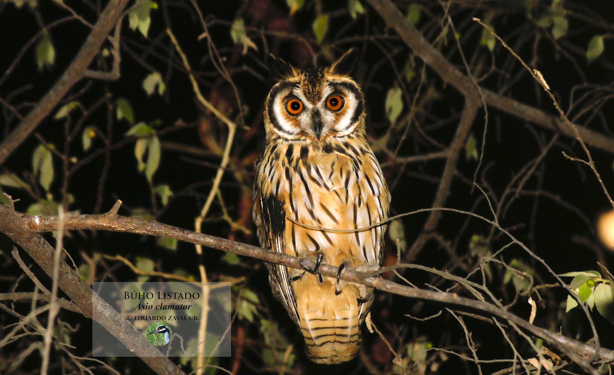 Striped Owl - ML55645341