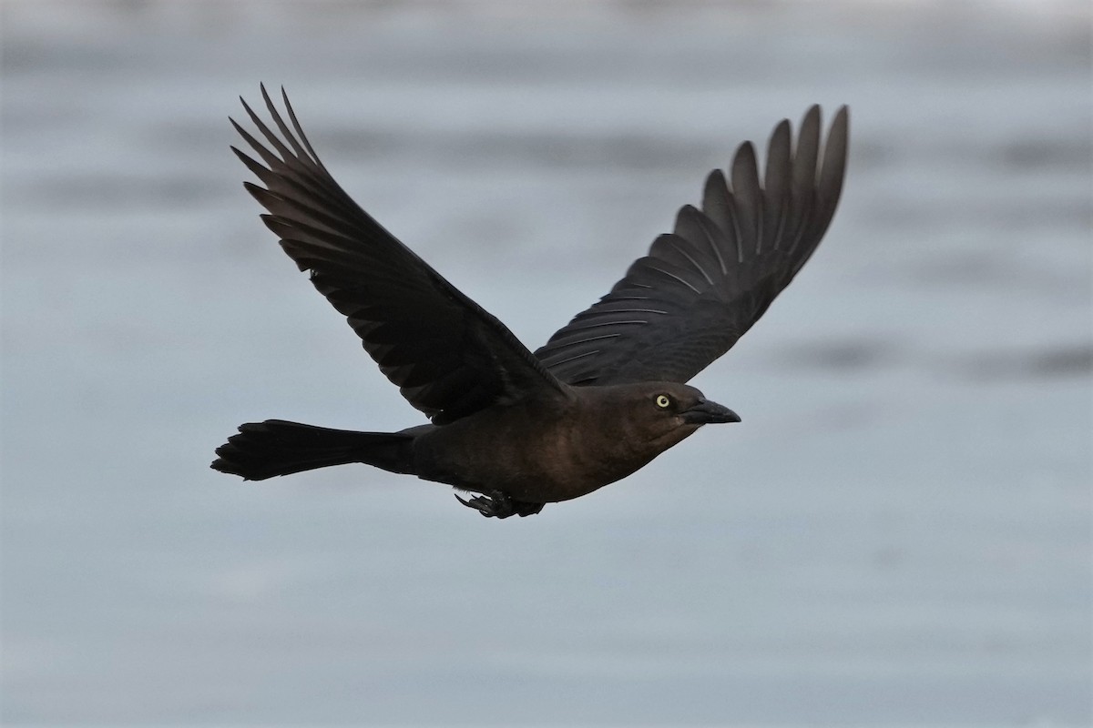 Great-tailed Grackle - ML556454171