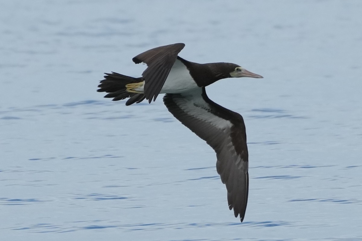 Brown Booby - ML556455581