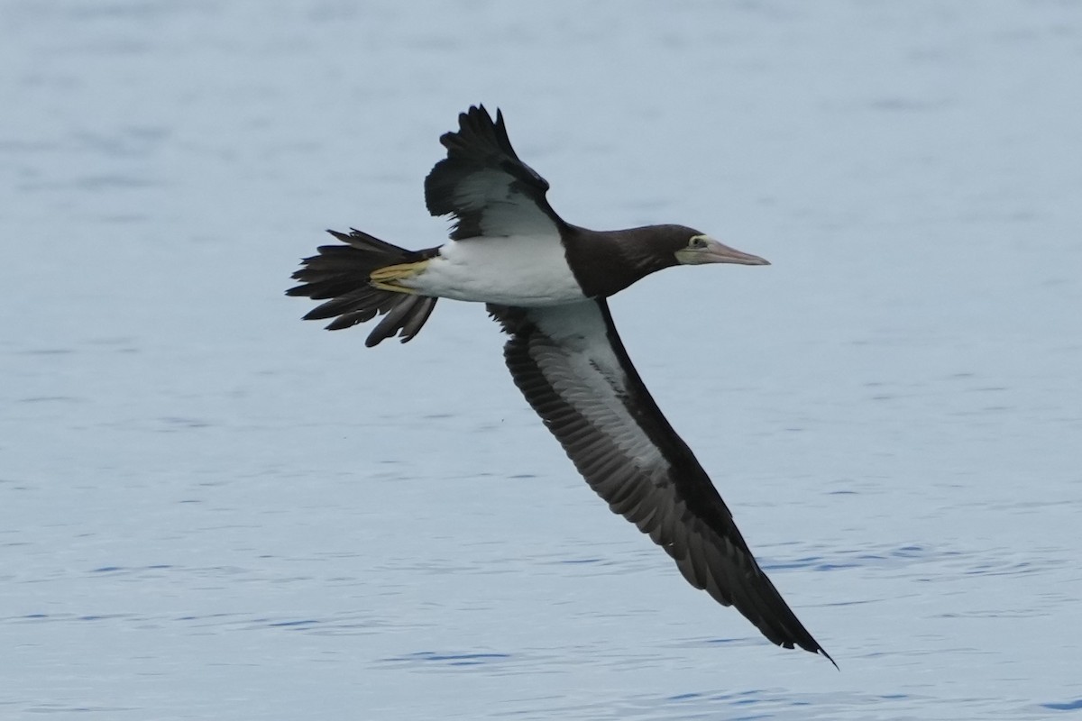 Brown Booby - ML556455591