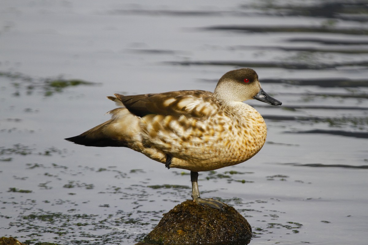 Crested Duck - ML556456391