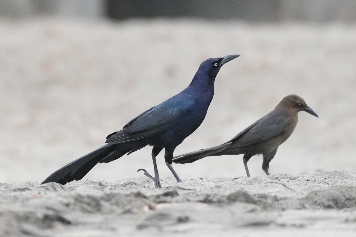 Great-tailed Grackle - ML556456471