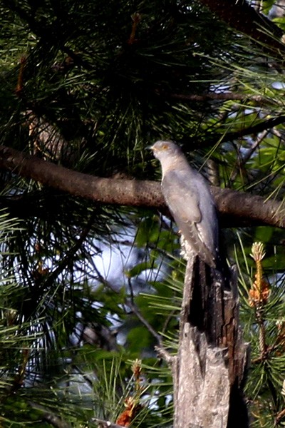 Common Cuckoo - Francisco Barroqueiro