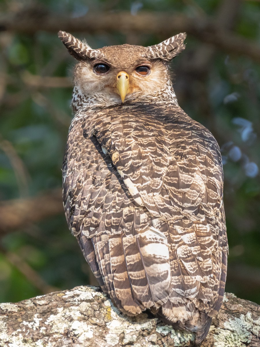 Spot-bellied Eagle-Owl - ML556457481