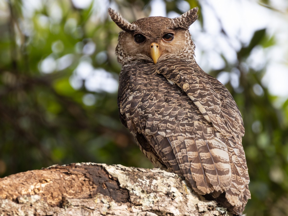 Spot-bellied Eagle-Owl - ML556457521