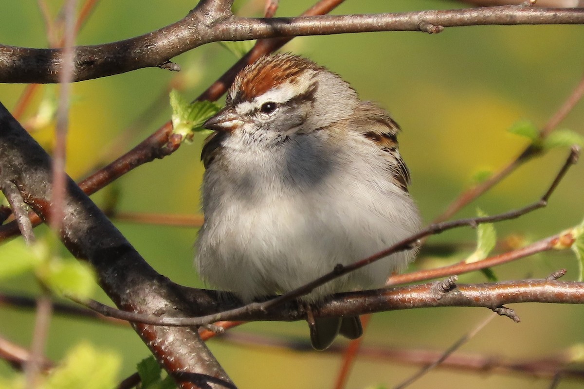 eBird Checklist 11 Apr 2023 Friendly City TrailHillandale to