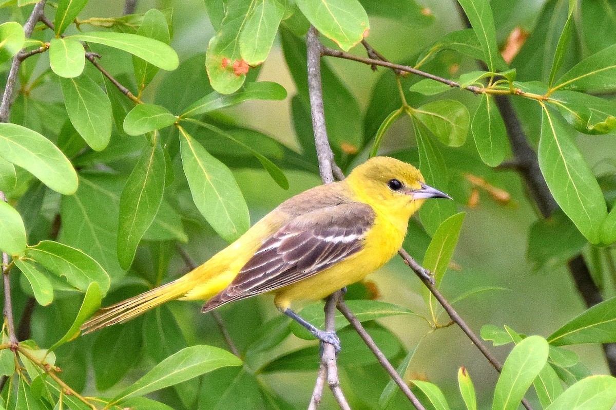 Orchard Oriole - ML55647001