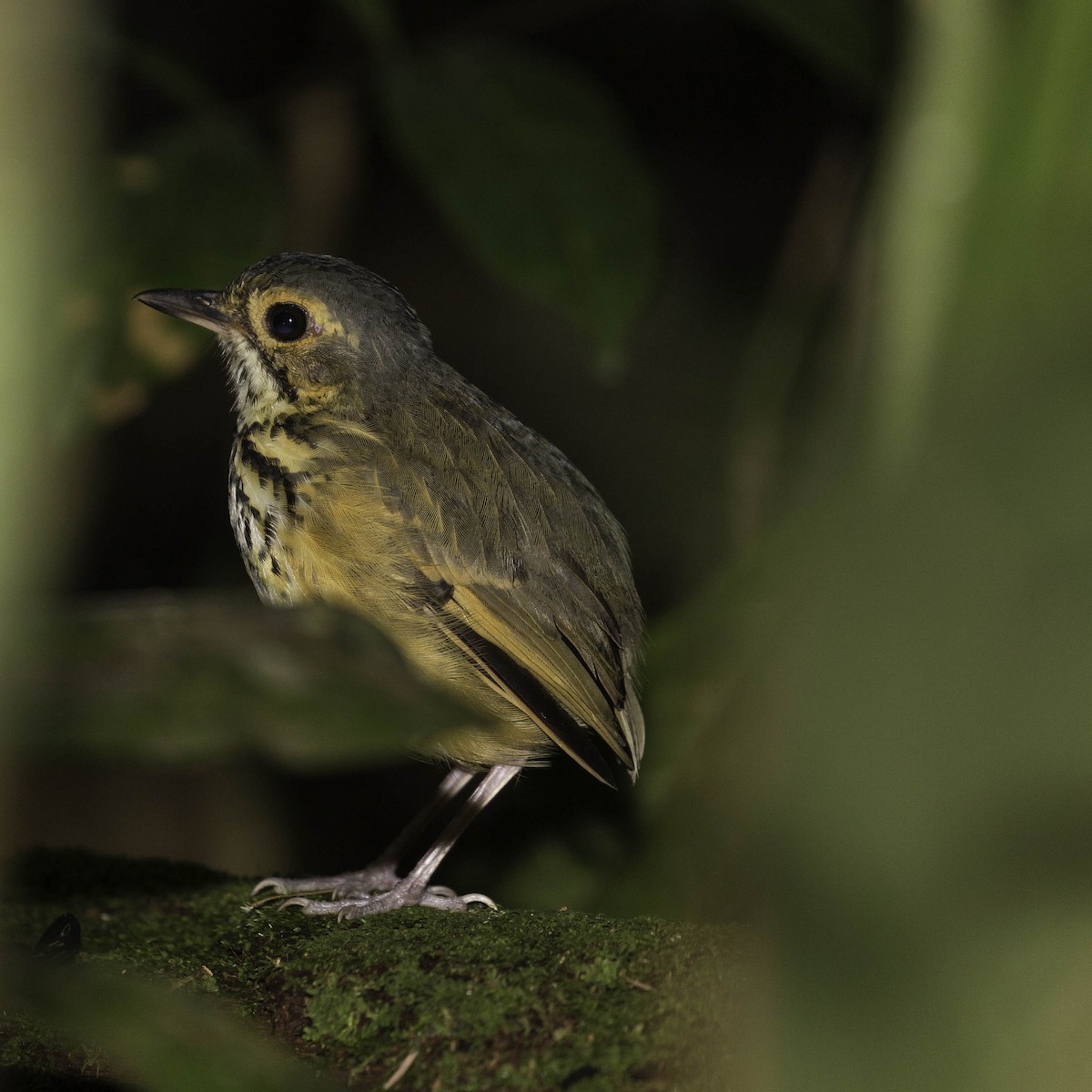 Spotted Antpitta - ML556471331