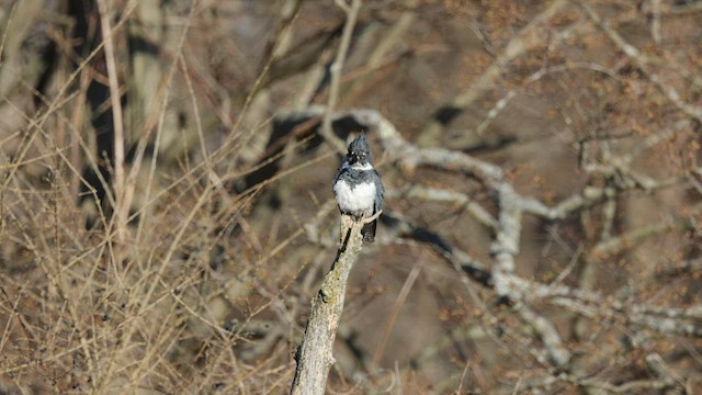 Belted Kingfisher - ML556479811