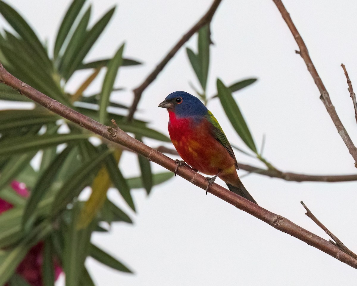 Painted Bunting - ML556484051