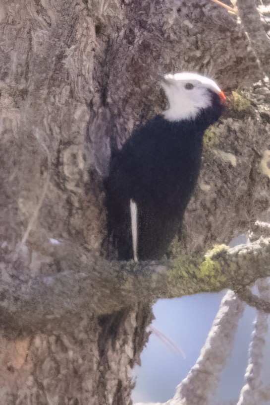 White-headed Woodpecker - ML556490391