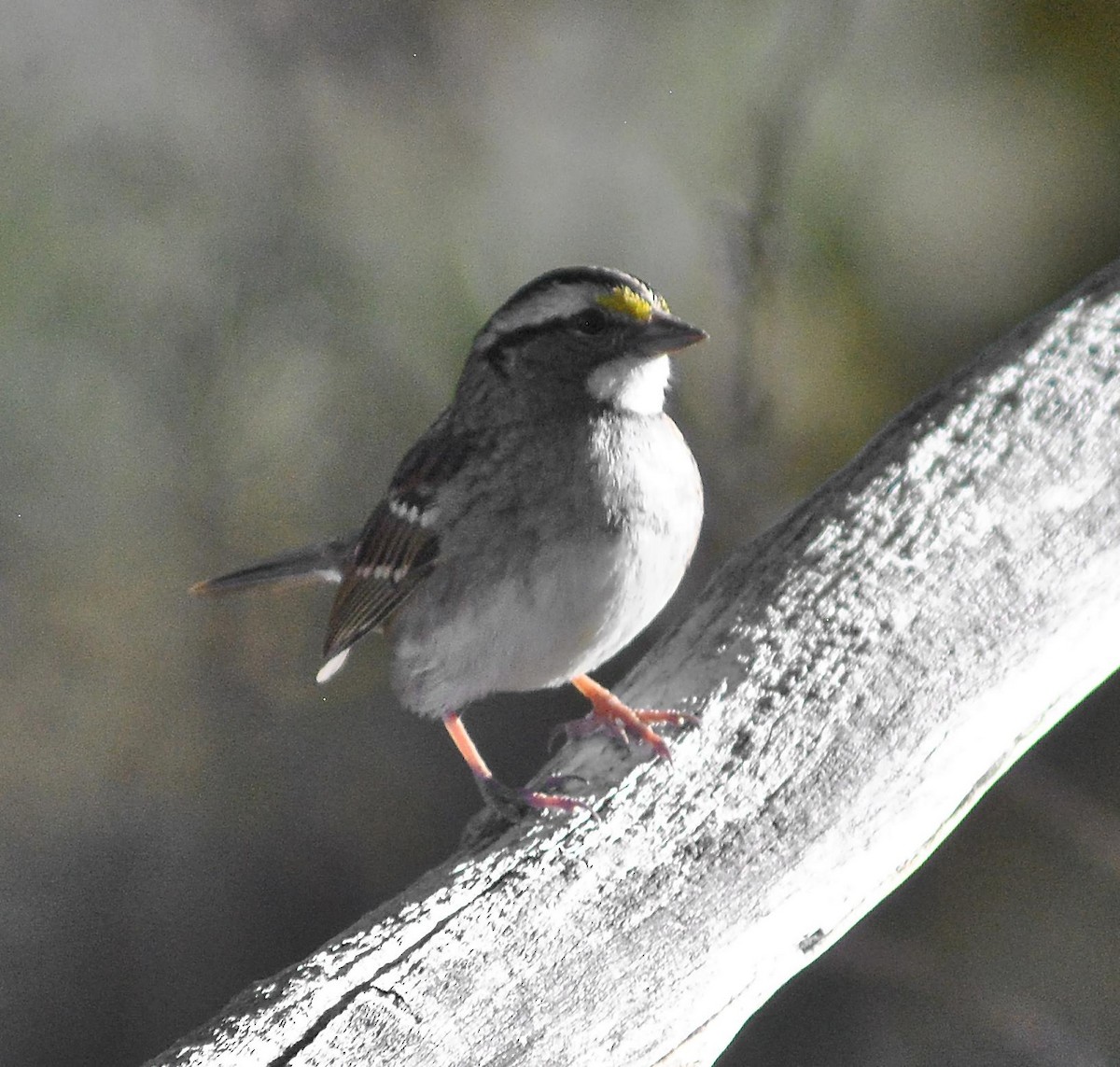 White-throated Sparrow - Brandon K. Percival
