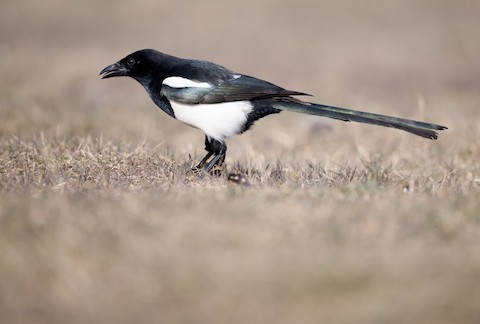 Eurasian Magpie - eBird