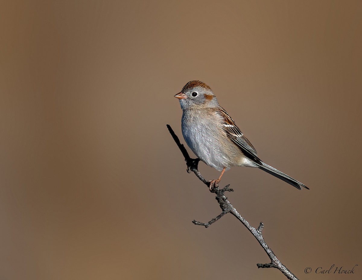 Field Sparrow - ML556491971