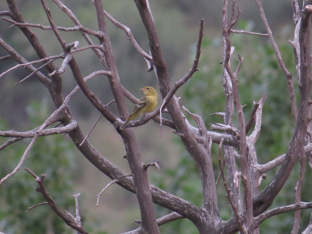 Western Tanager - Adrianna Nelson