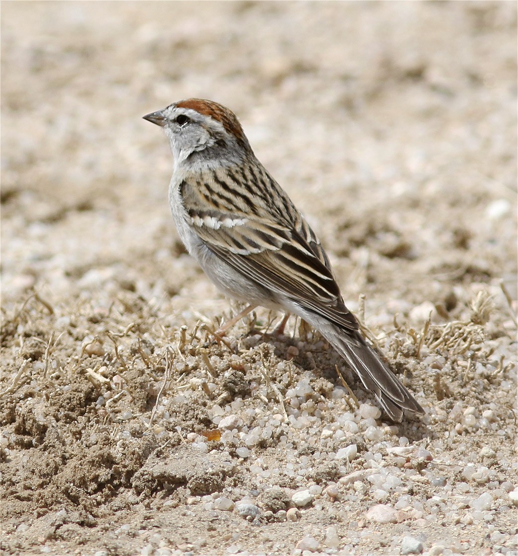 Chipping Sparrow - Bill Maynard