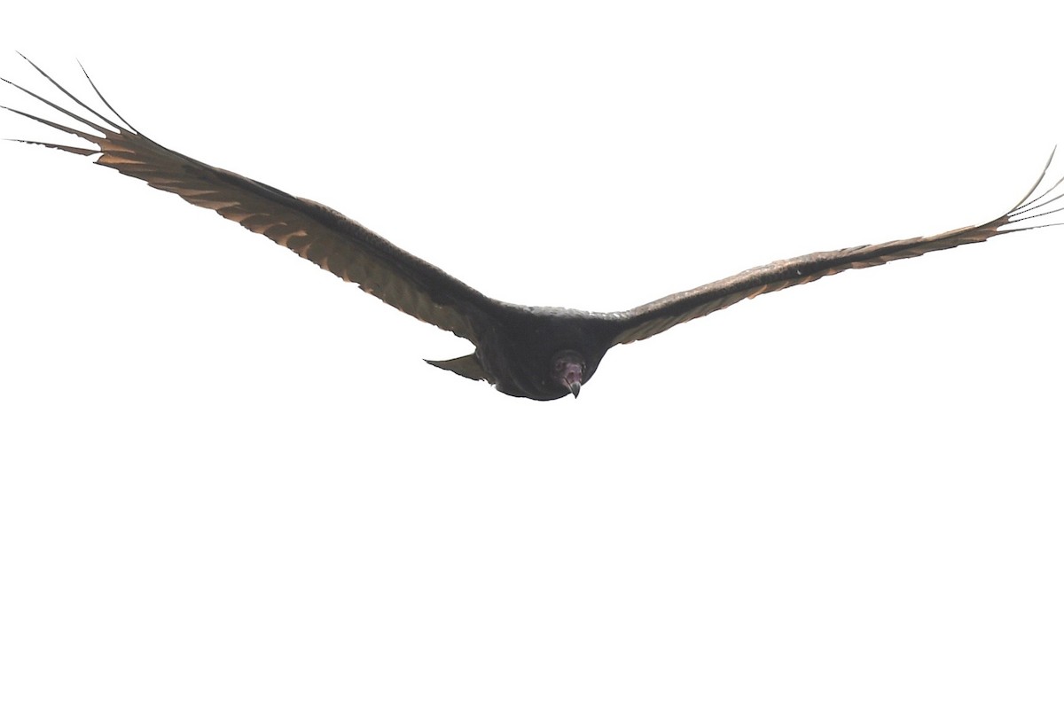 Turkey Vulture - ML556499271