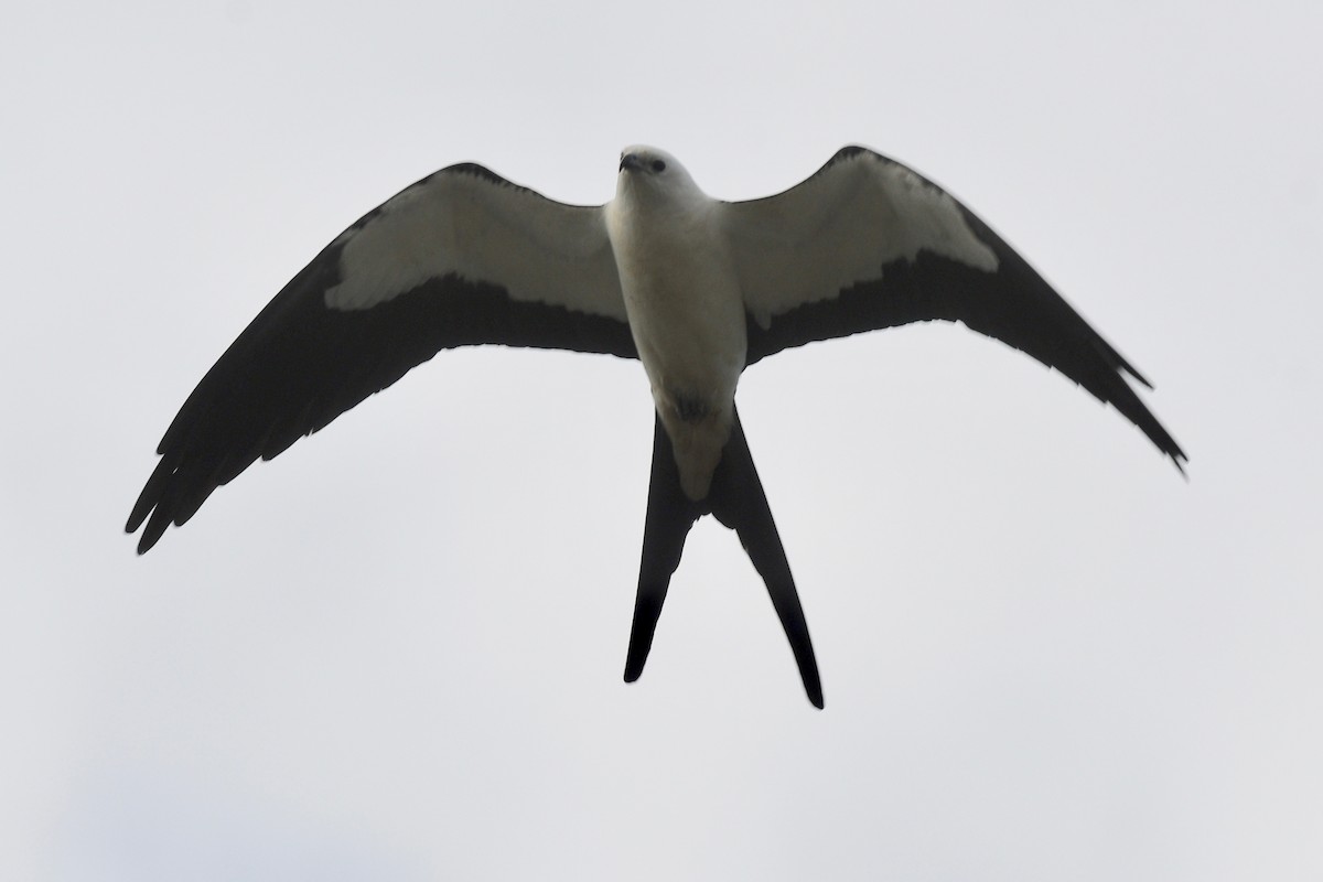 Swallow-tailed Kite - ML556499461