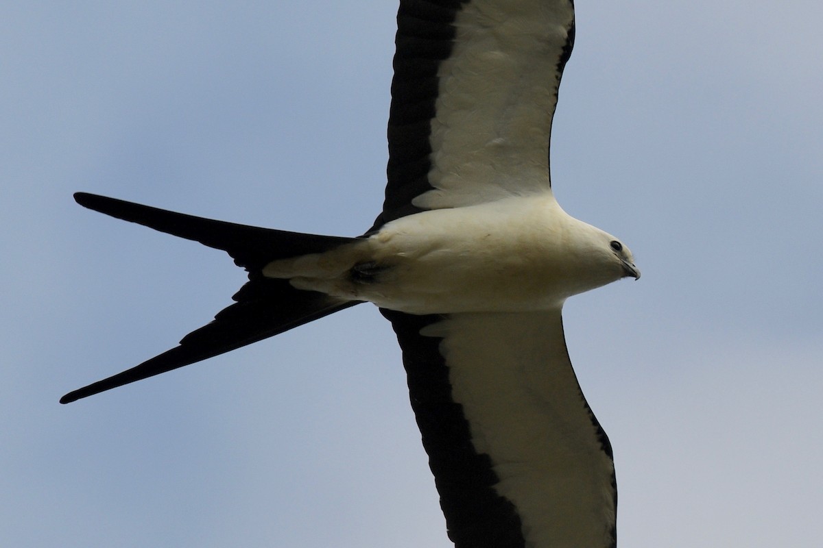 Swallow-tailed Kite - ML556499501