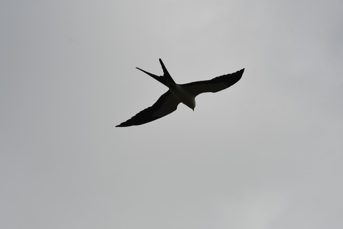 Swallow-tailed Kite - ML556499551