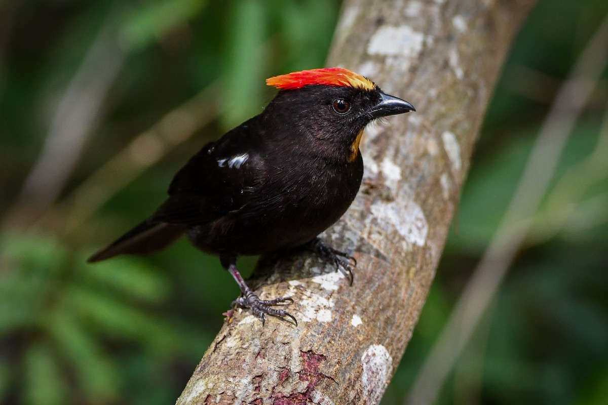Flame-crested Tanager - Leandro Rezende