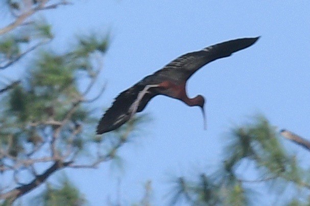 ibis hnědý - ML556502011