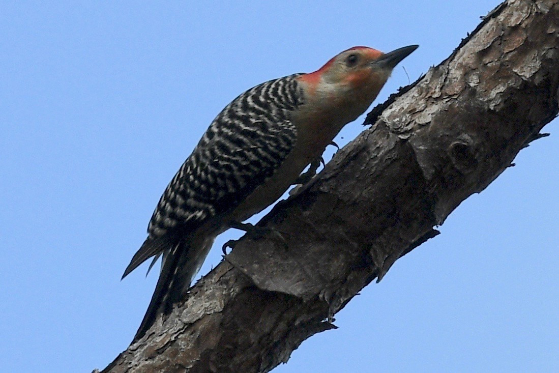 Red-bellied Woodpecker - ML556502111