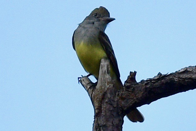 Great Crested Flycatcher - ML556502281