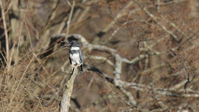 Belted Kingfisher - ML556502851
