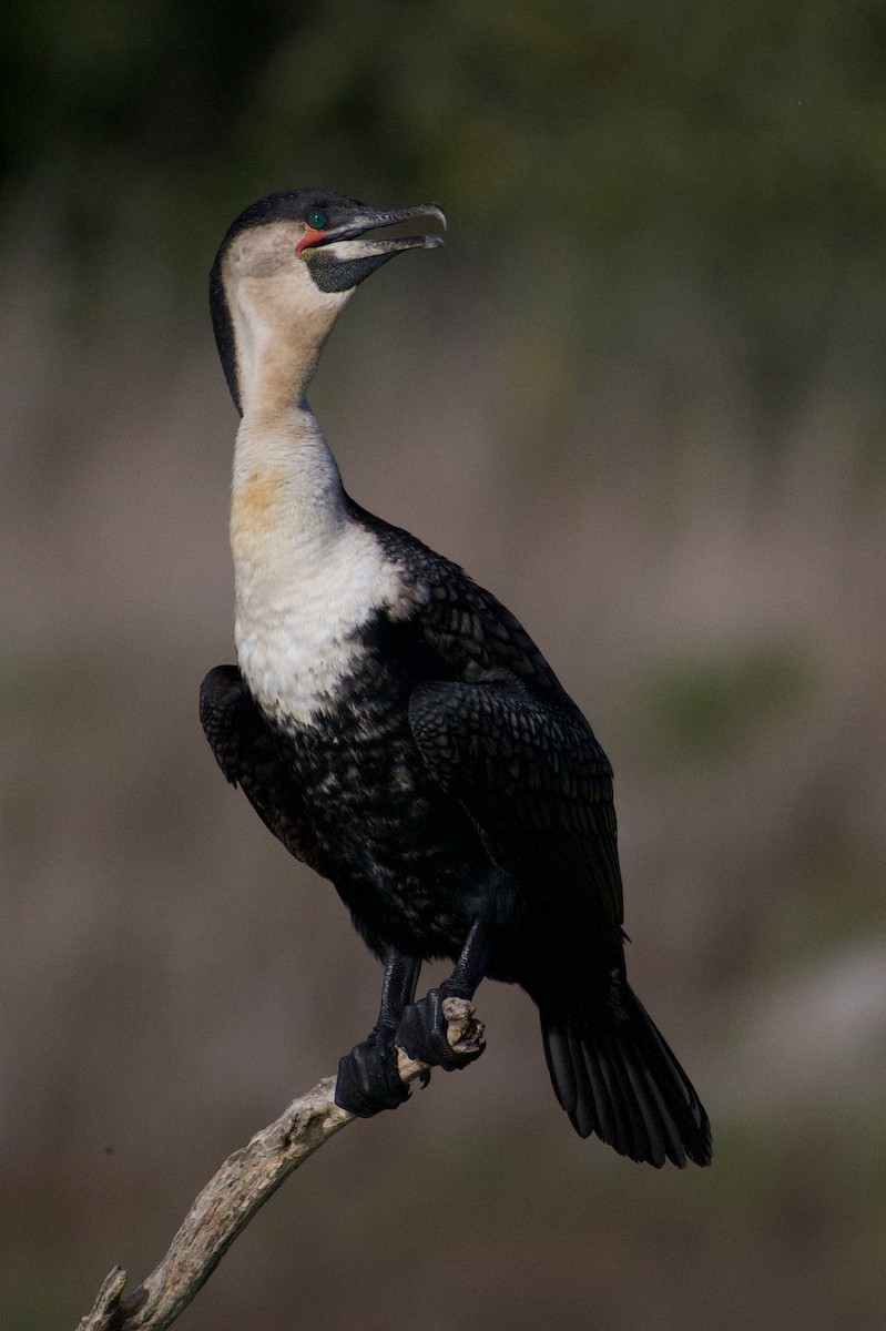 Great Cormorant (White-breasted) - ML556504461