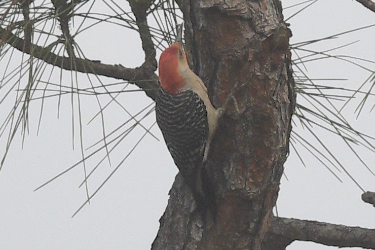 Red-bellied Woodpecker - ML556504901