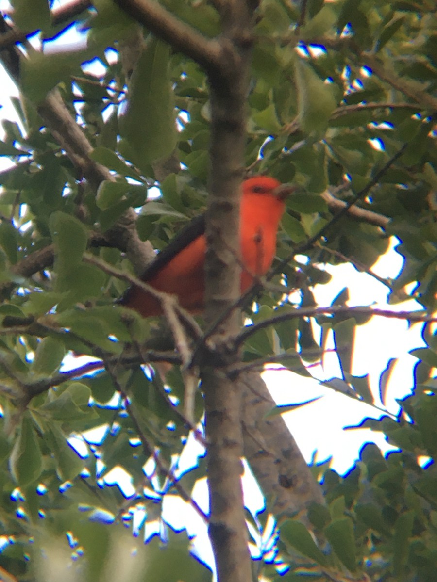 Scarlet Tanager - ML556510141