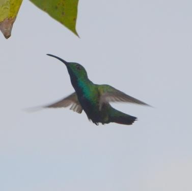 kolibřík lesklý - ML556512491