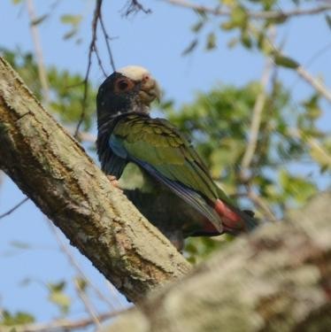 White-crowned Parrot - ML556512681