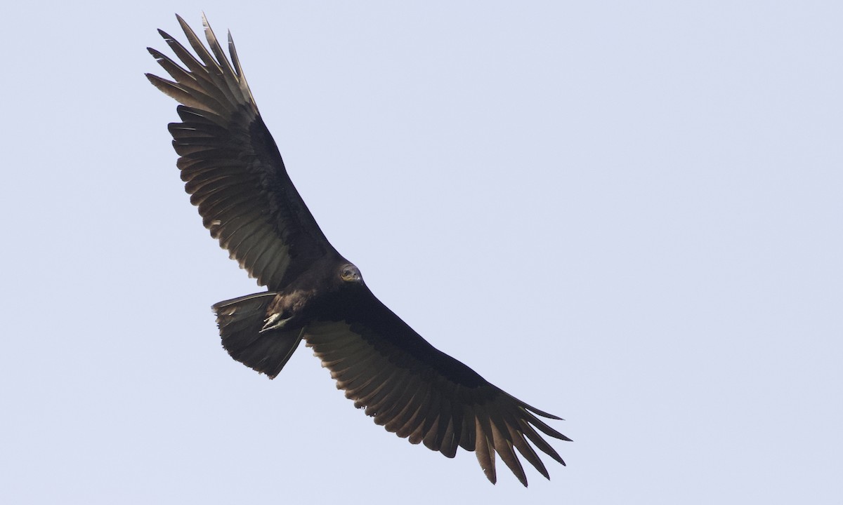 Greater Yellow-headed Vulture - ML556513051