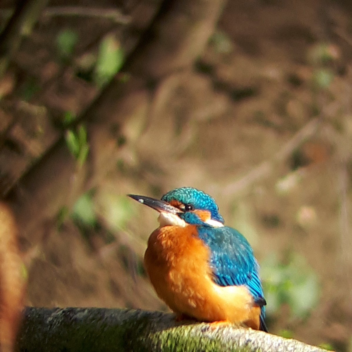 Common Kingfisher - Léo Zimmerli