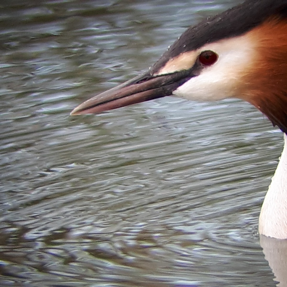 Great Crested Grebe - ML556513881