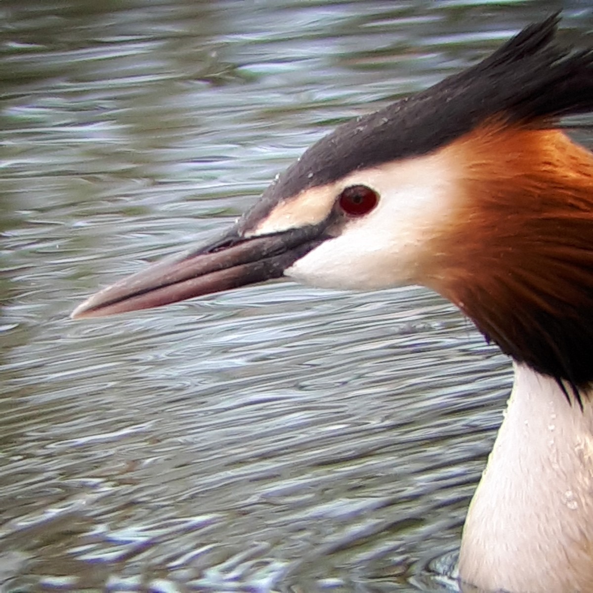 Great Crested Grebe - ML556513891