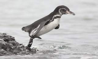  - Galapagos Penguin