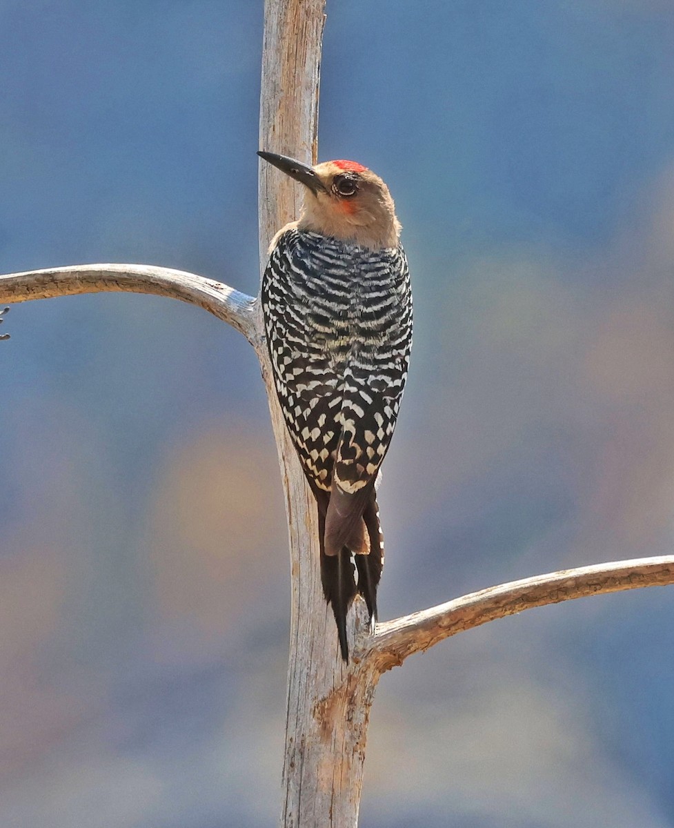 Gray-breasted Woodpecker - ML556518001