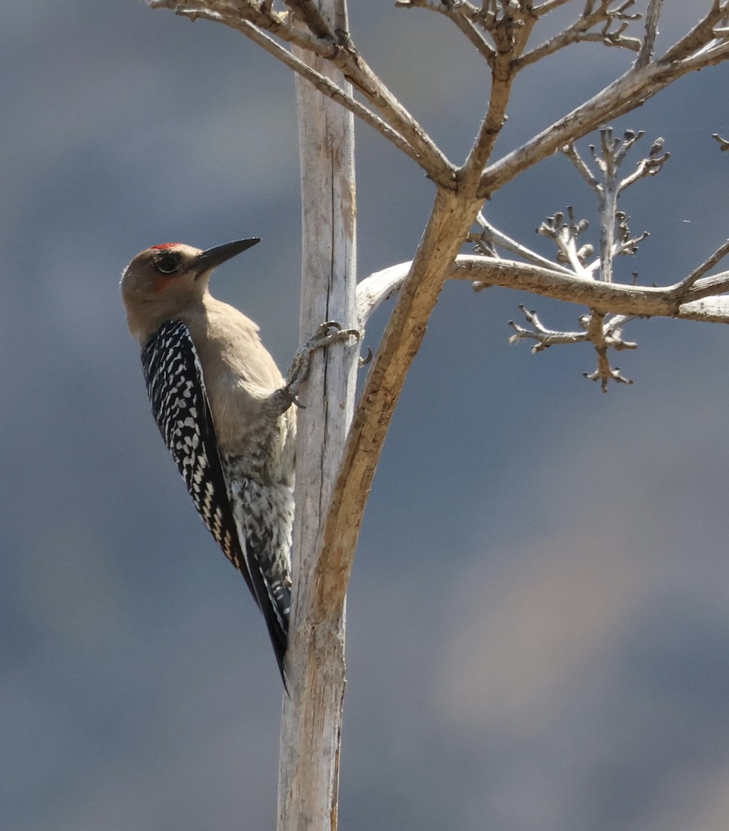 Gray-breasted Woodpecker - ML556518081