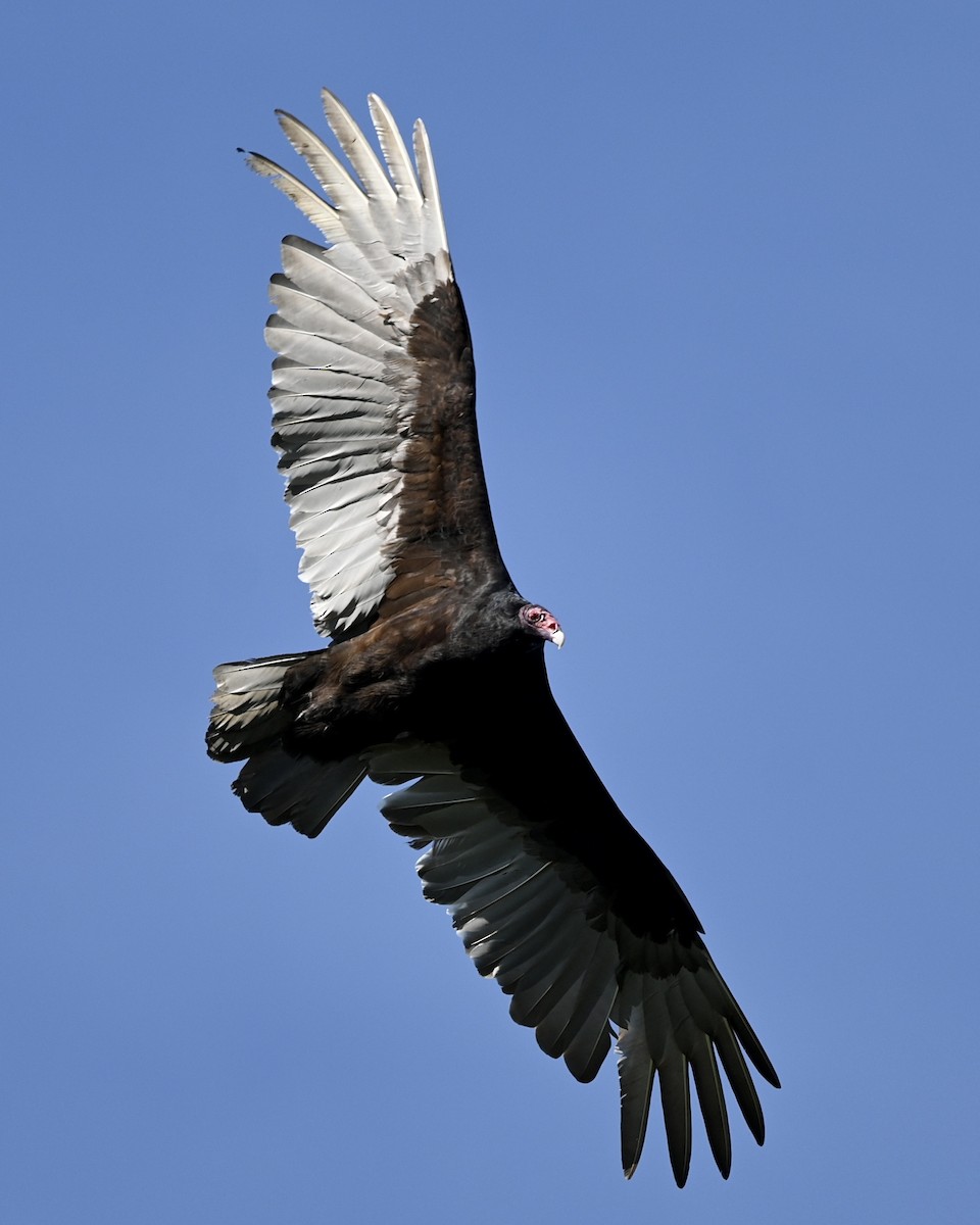 Turkey Vulture - ML556519021