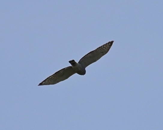 Broad-winged Hawk - ML556519081