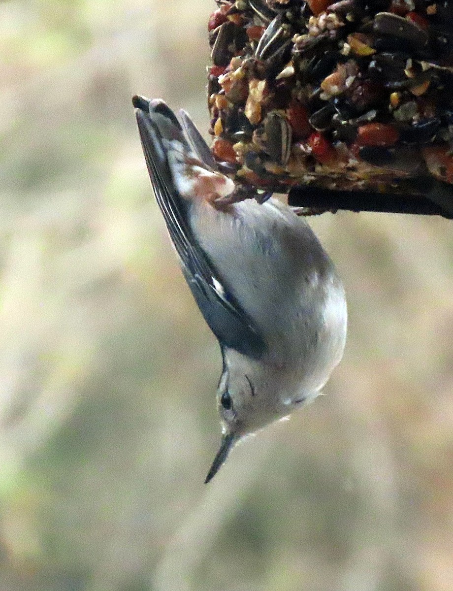 White-breasted Nuthatch - ML556519561