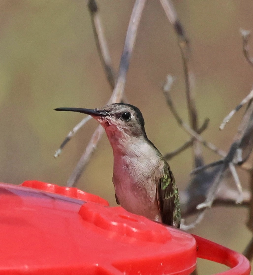 Ruby-throated Hummingbird - ML556519751