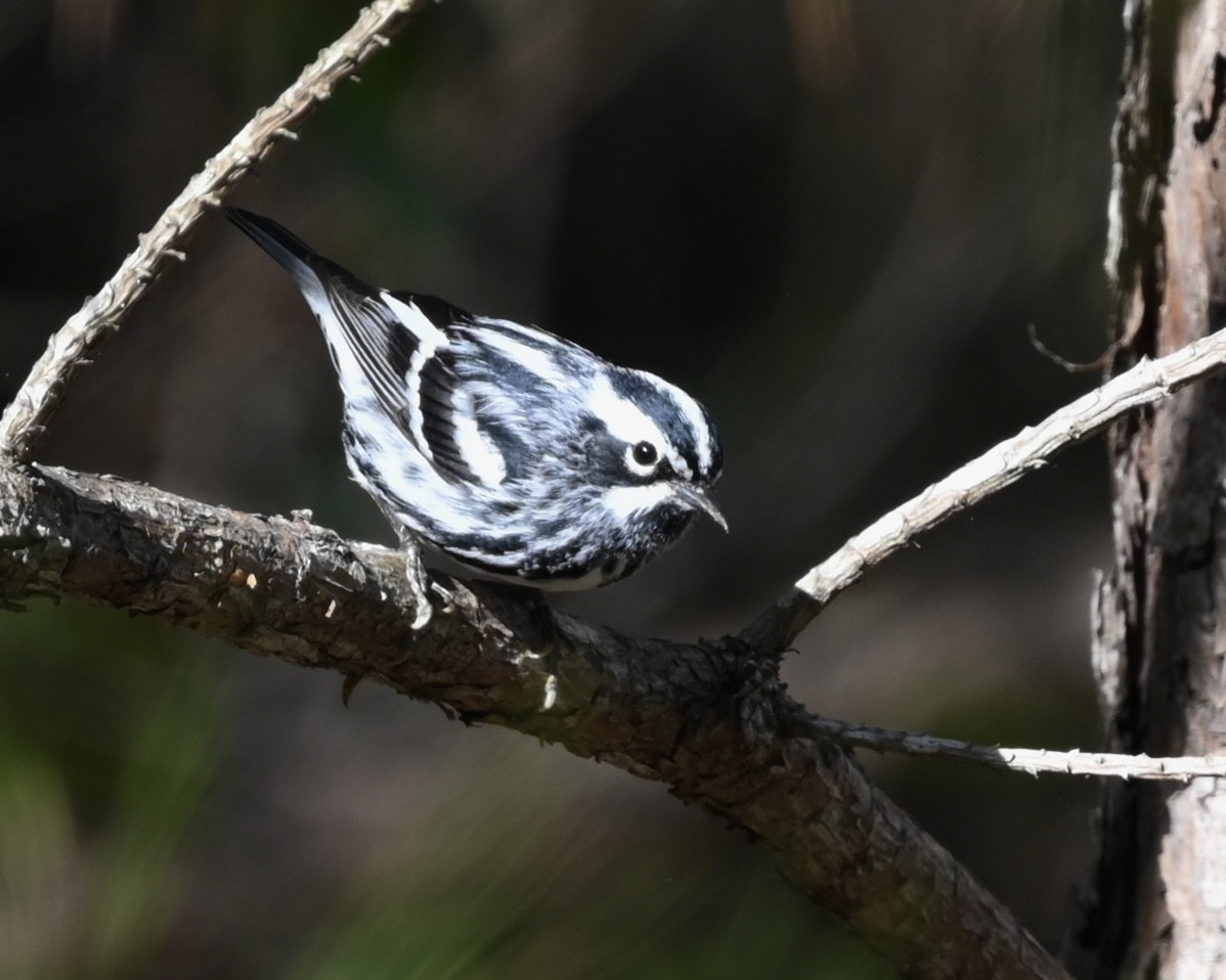 Black-and-white Warbler - ML556519771