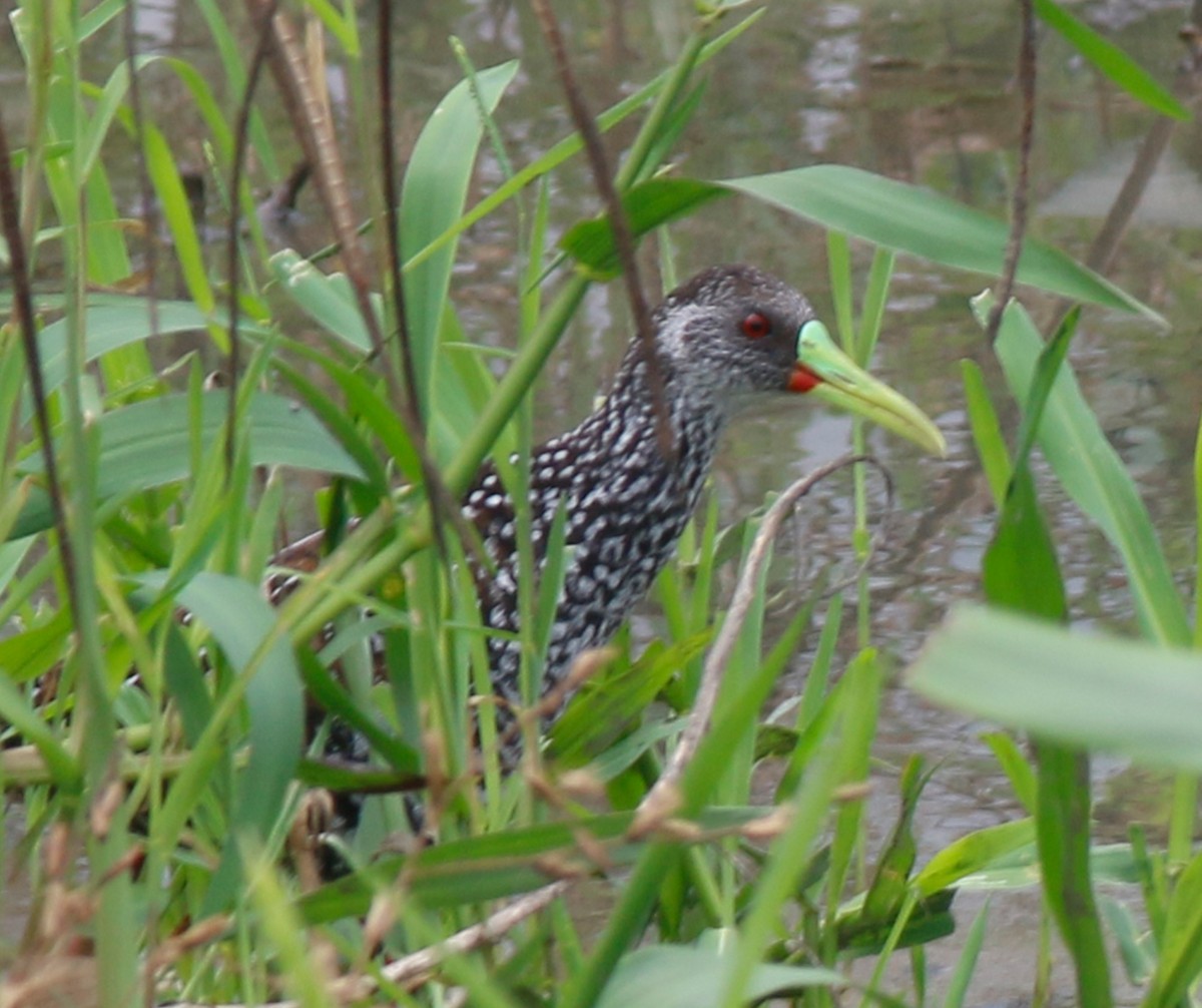 Spotted Rail - ML55652061
